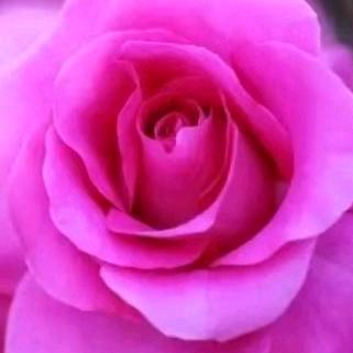 玫瑰花🌹