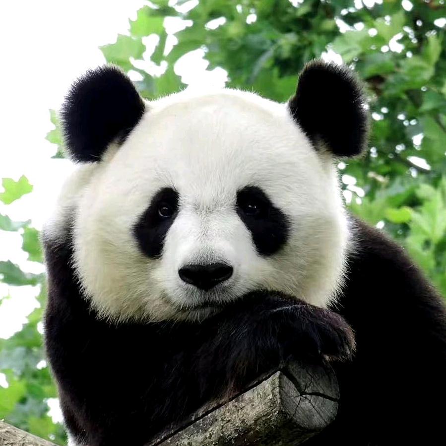 美香添添小崽一家（梦船）