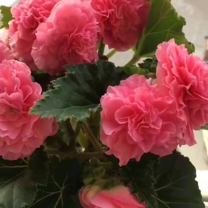 泽郎拉姆