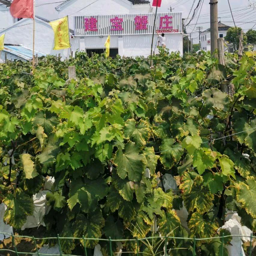 建宝蟹庄