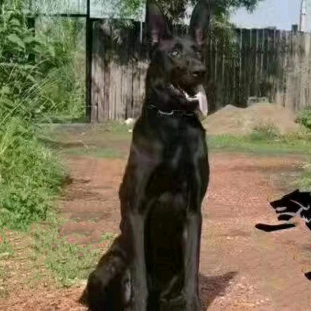 鸡西领航赛鸽名犬
