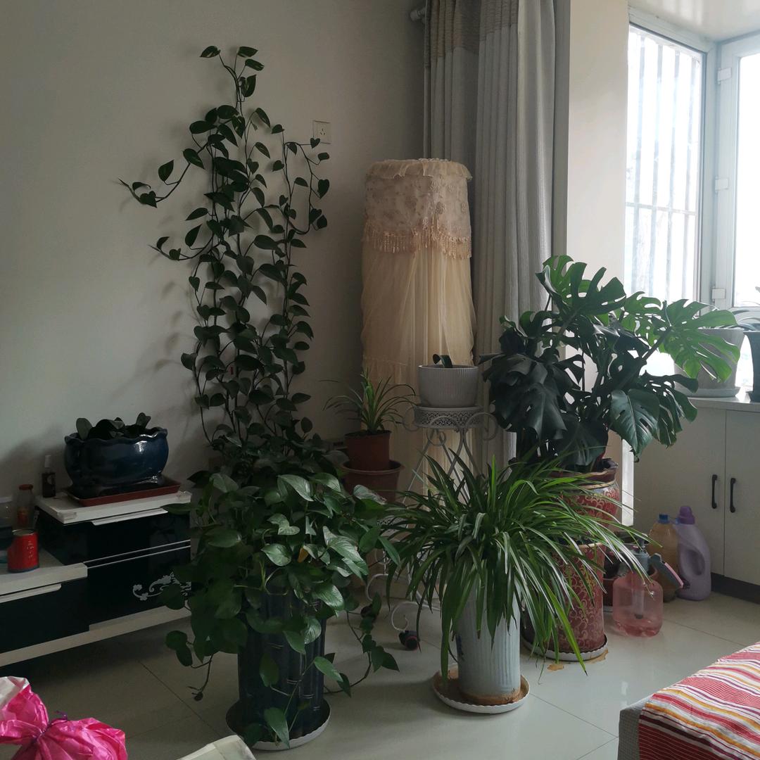 康洁