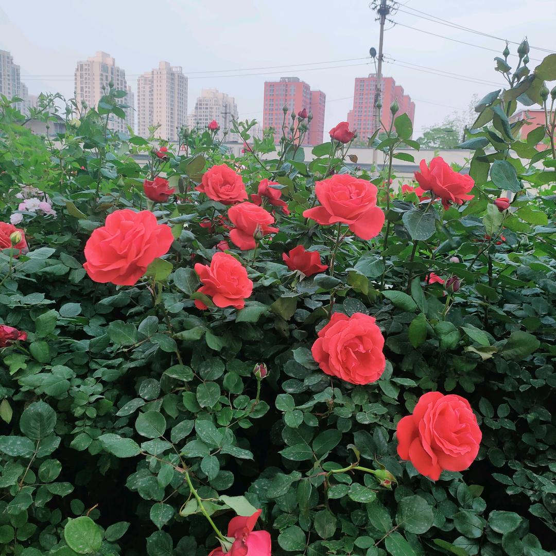 徐幺妹