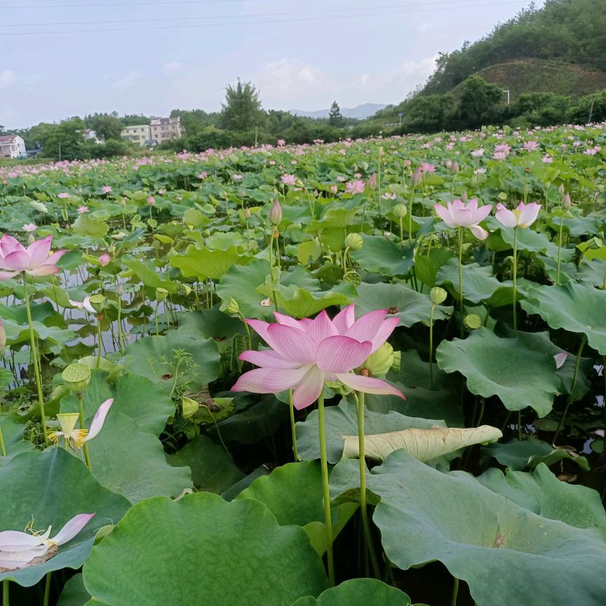 依然梅好