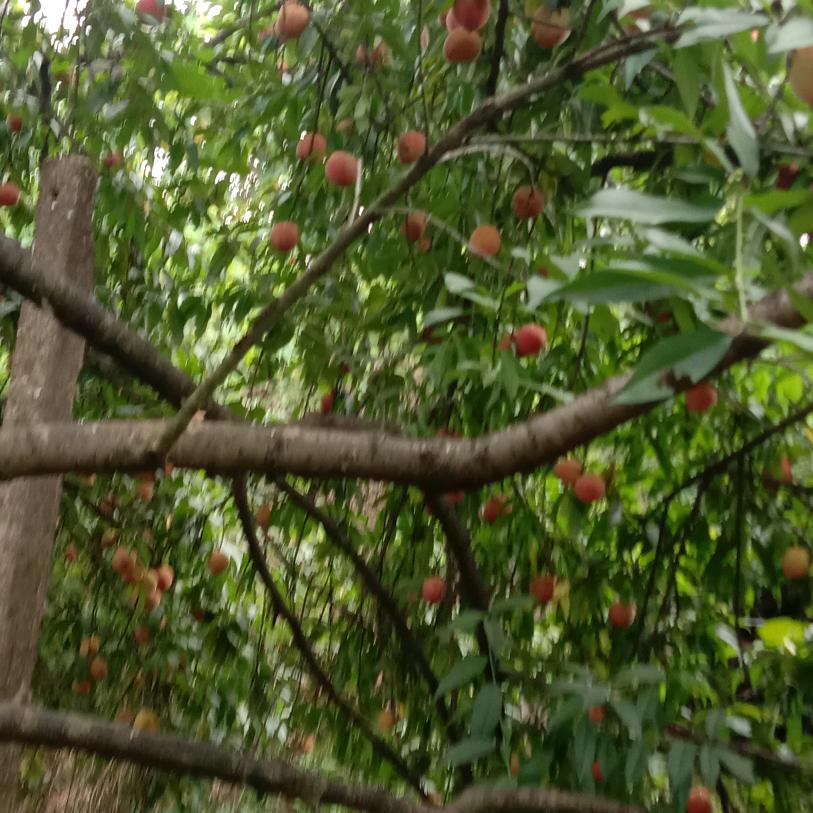 劳动致富靠双手