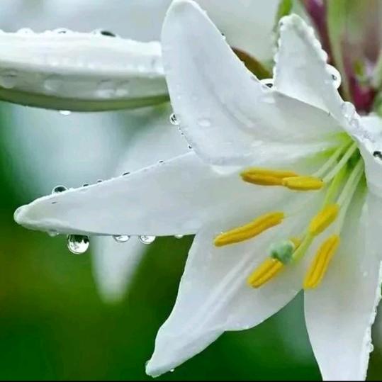 栀子花开🌸