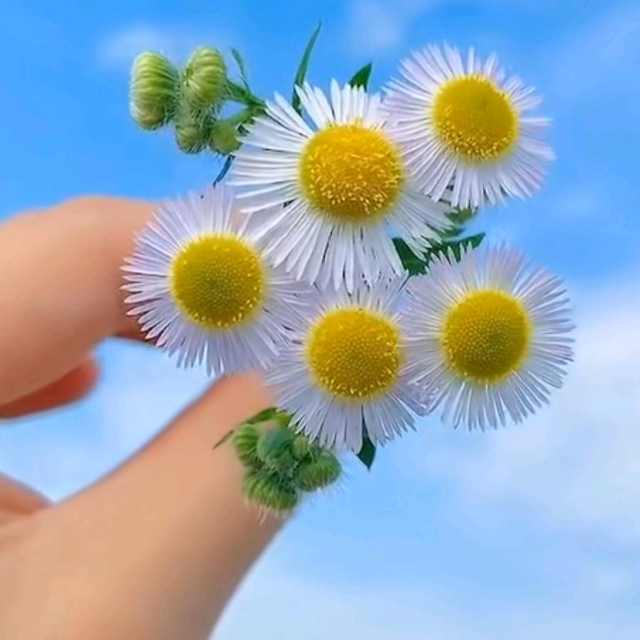 芳芳 《好物在橱窗》