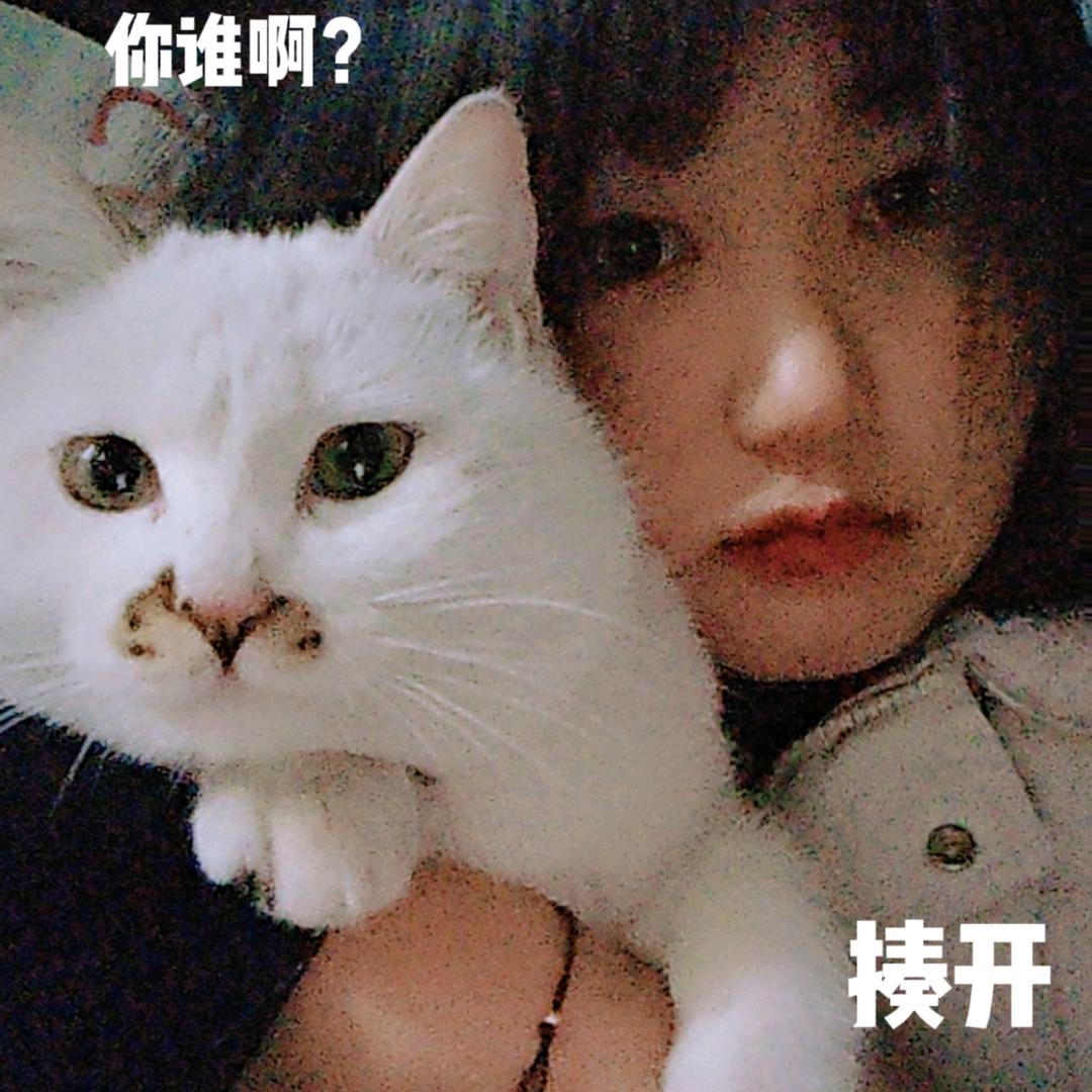 碗碗
