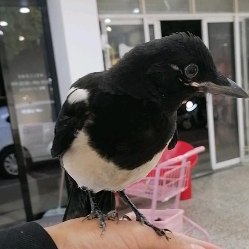 军～哥