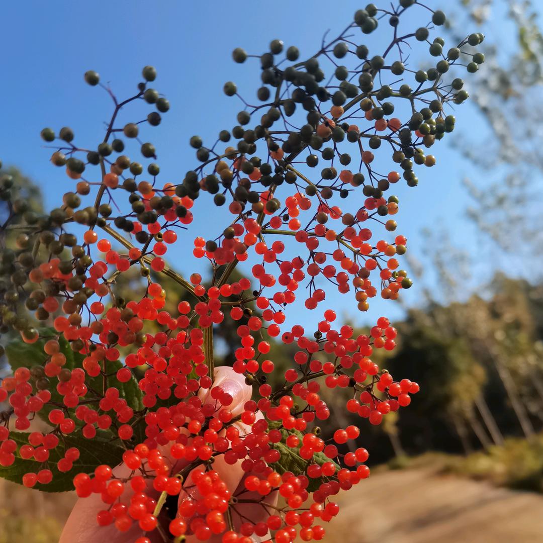 🍂静若繁花