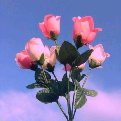 胡春