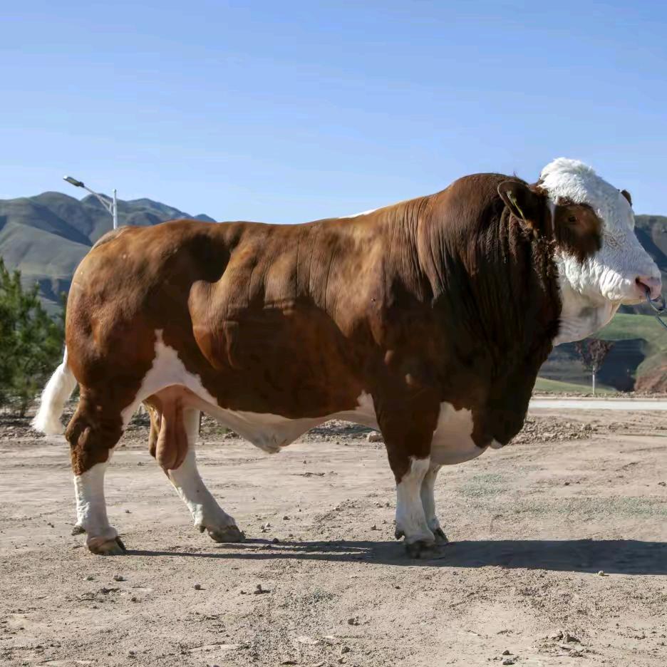 回头。槛外长江空自流