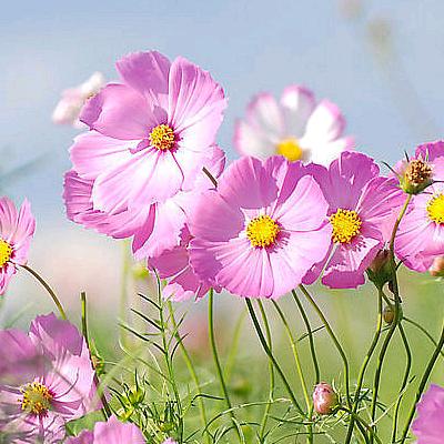 🌸花花