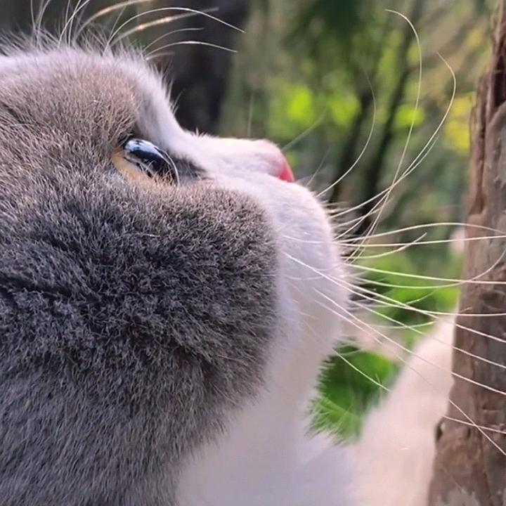@miya