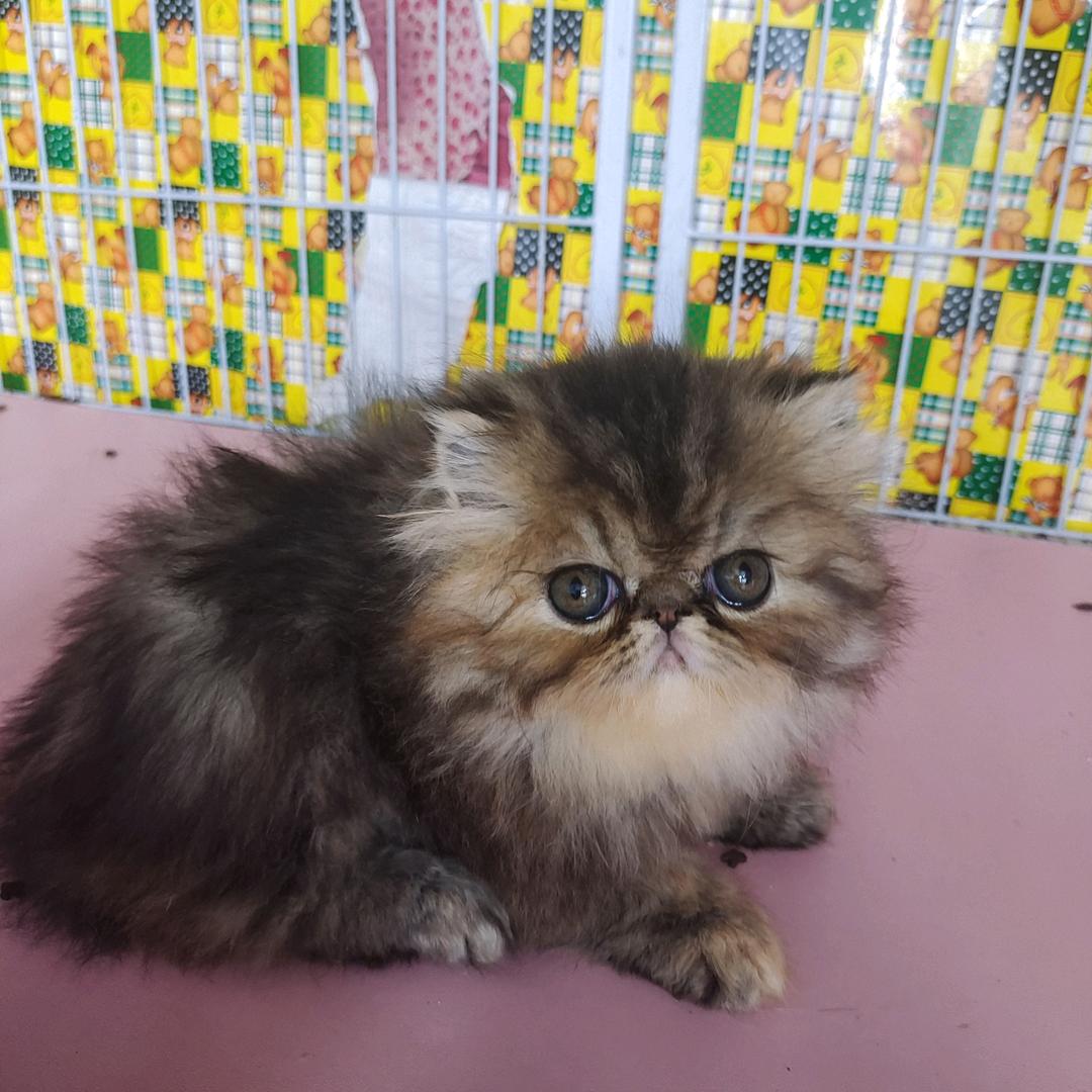 娟子探猫