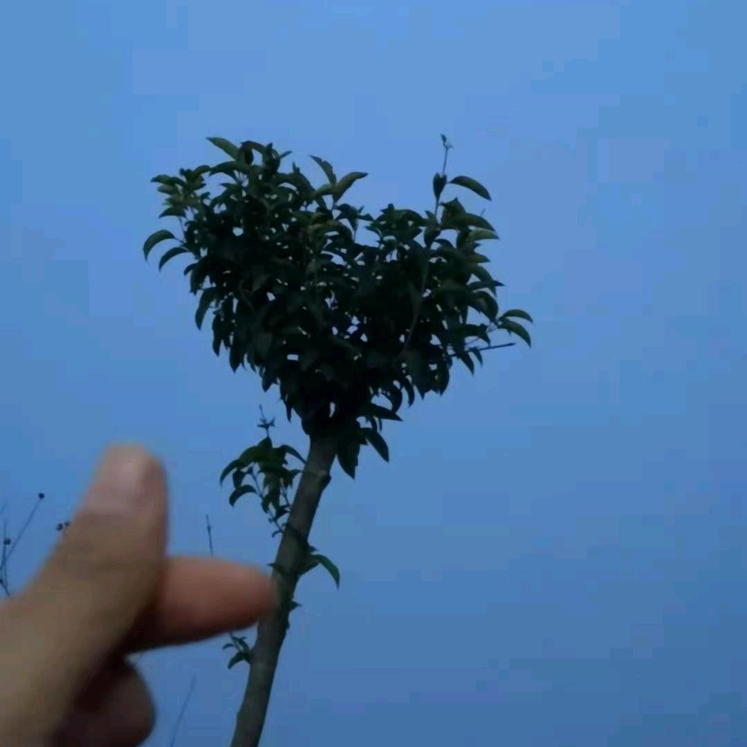 醉意