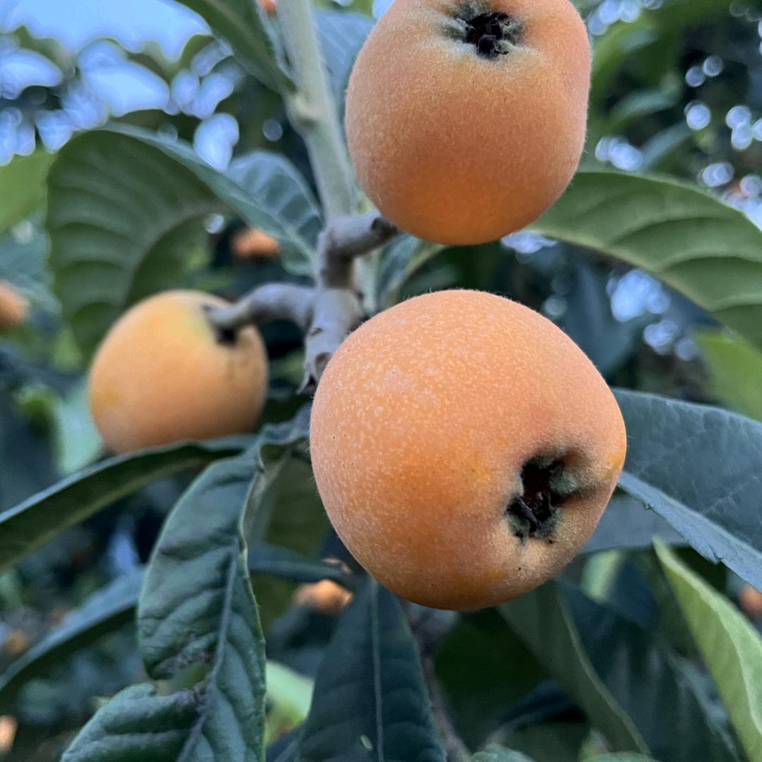 仁文桂湾