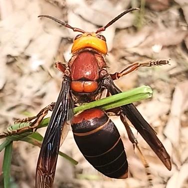 养蜂困难户！没低保