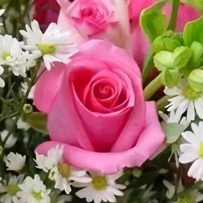 李菊。珺菲草莓采摘园