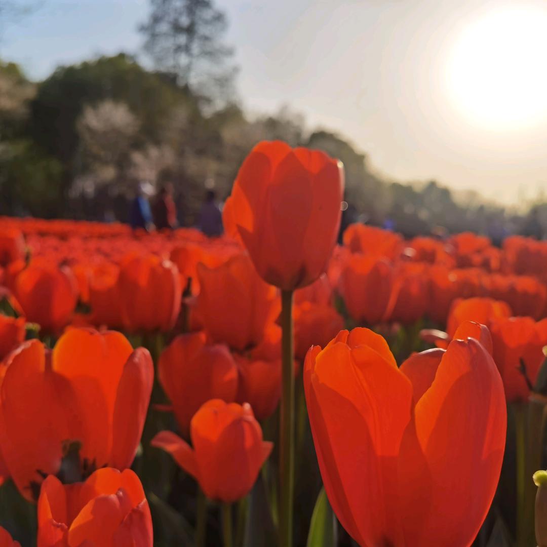 清清绿水就是淼