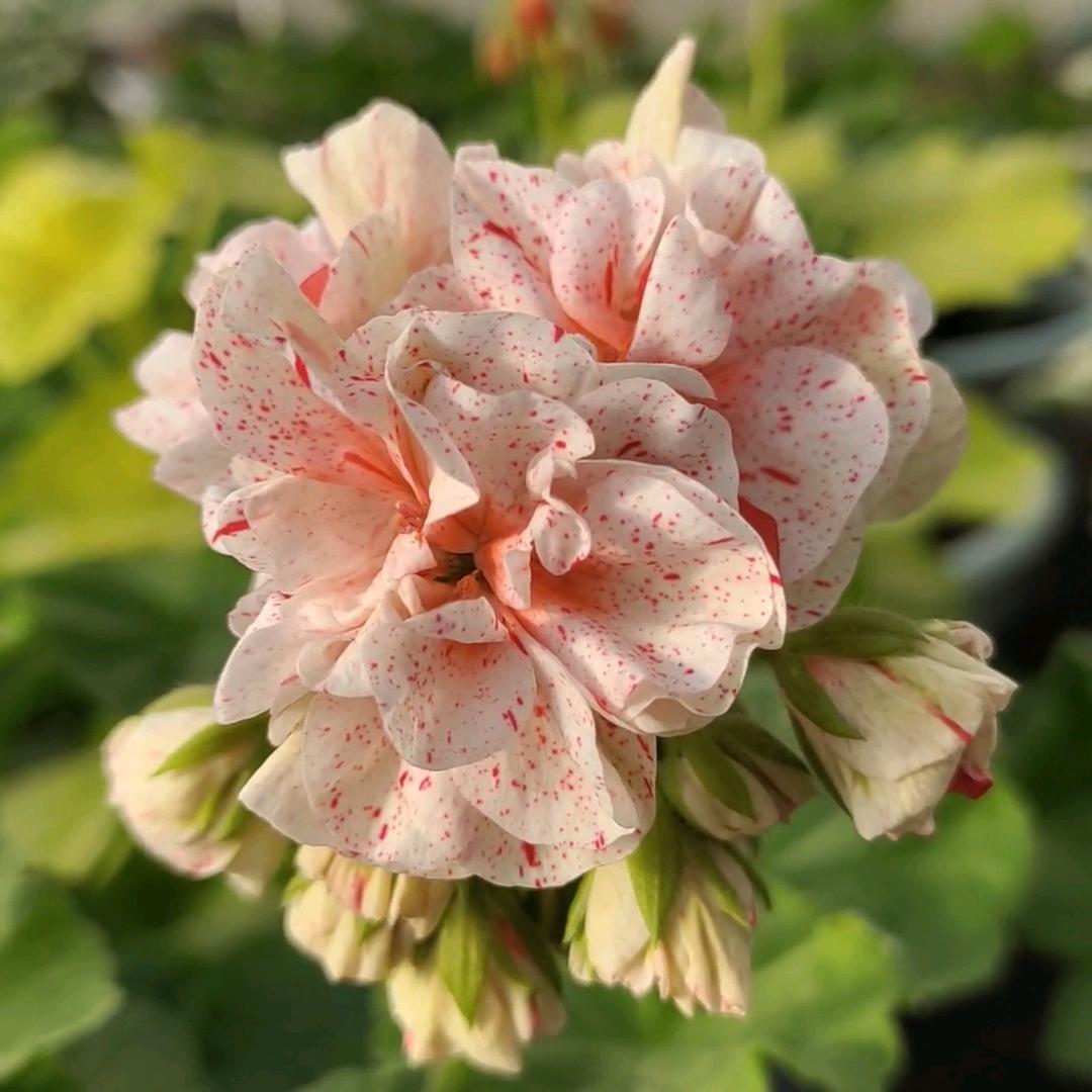 沁雅花卉
