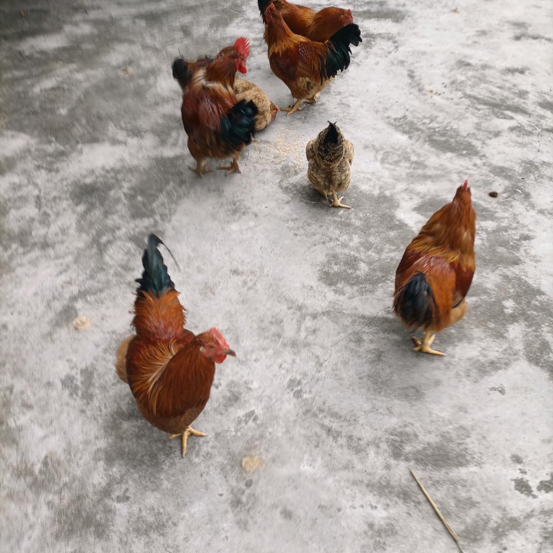 邱龙