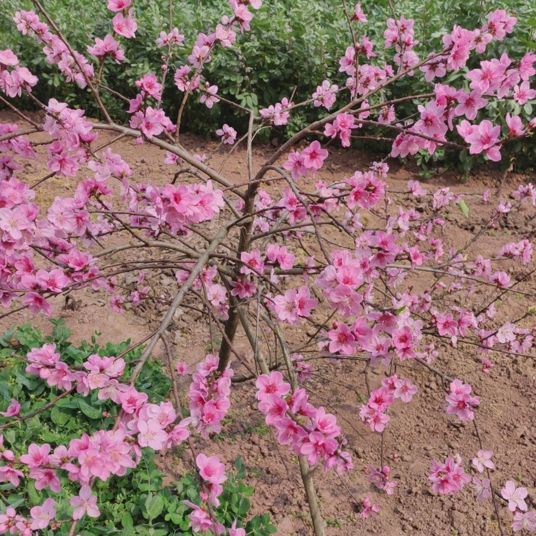 斗地主。