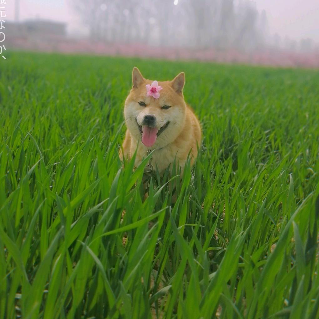 新乡萌宠宠物