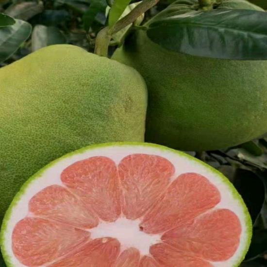 广安龙安柚 百年柚园