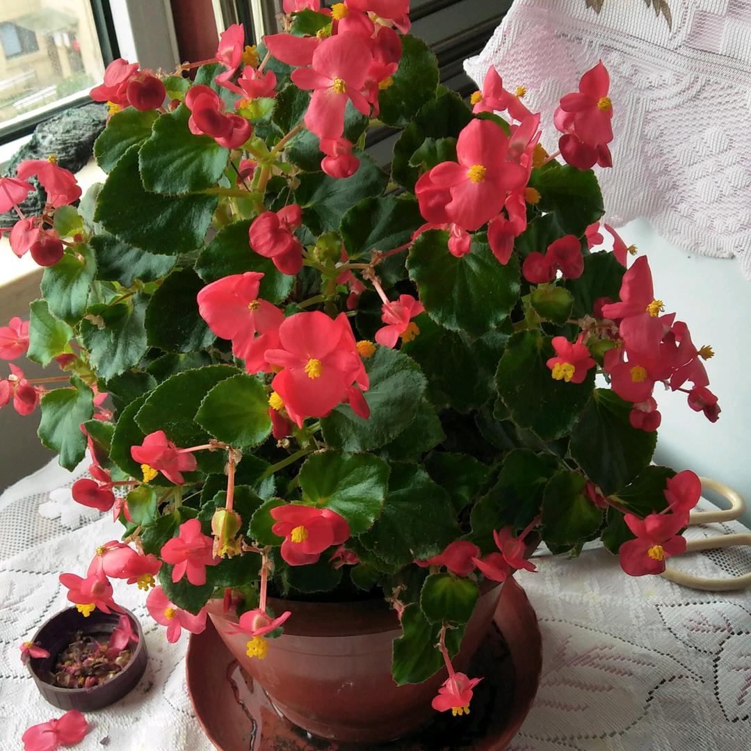 🌺平安喜乐🌺