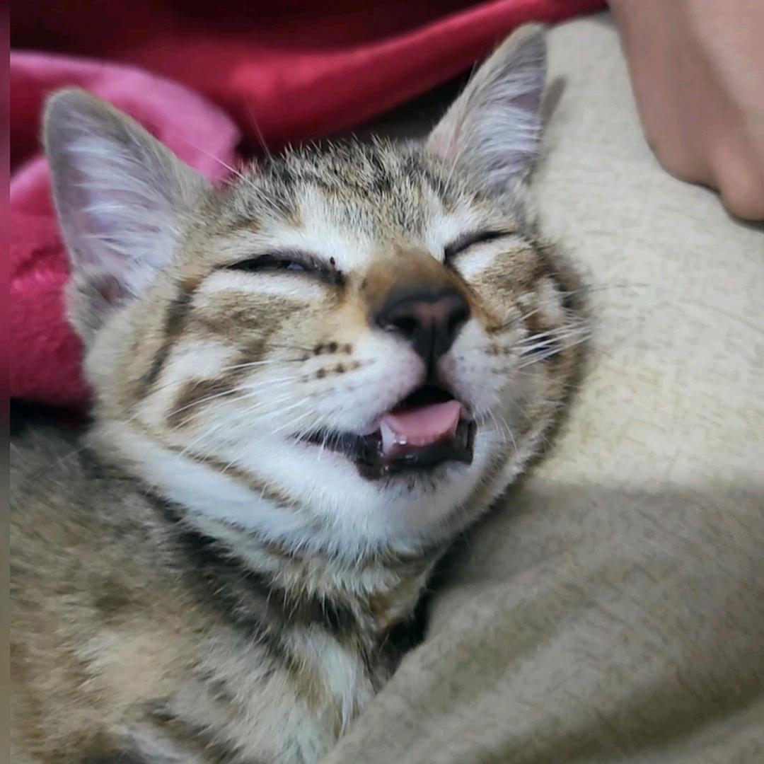 猫多情