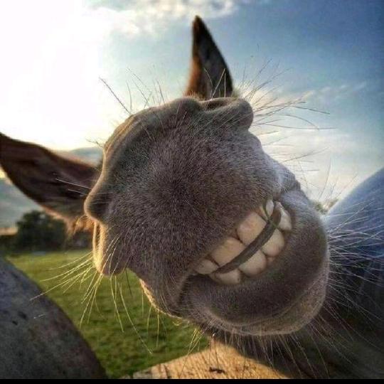 juan ismael carrillo