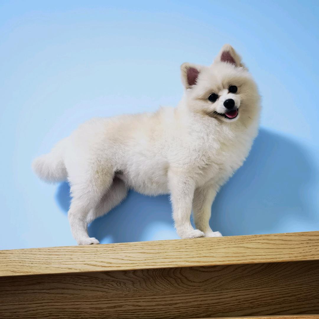 闲老板和他的狗子