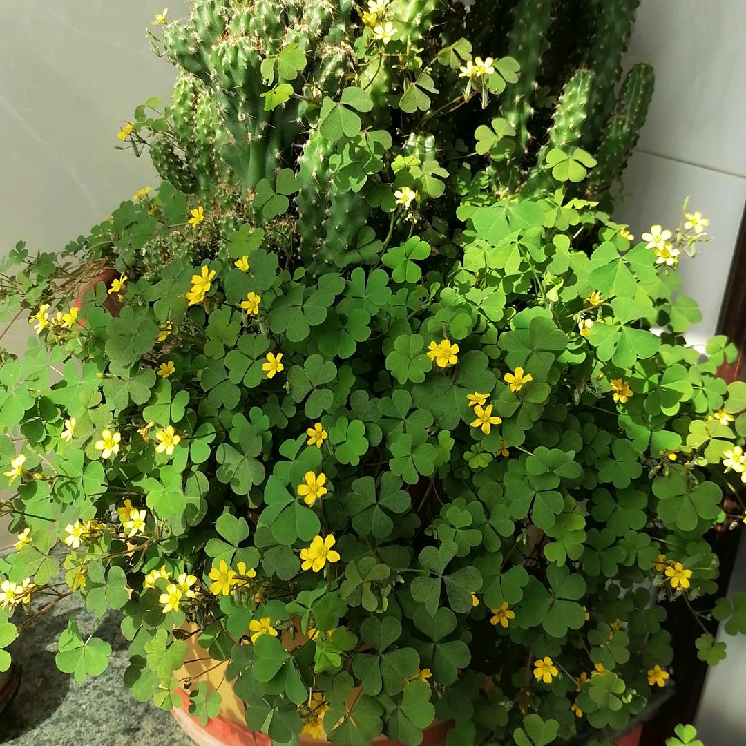 美好生活  从一杯茶开始