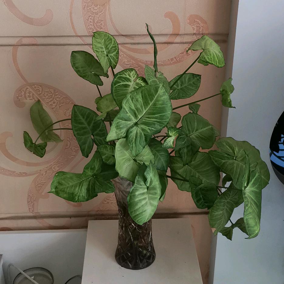 王敏好