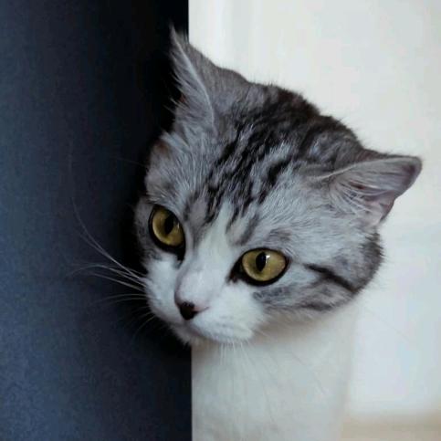 ༄邪恶の小胖纸࿐