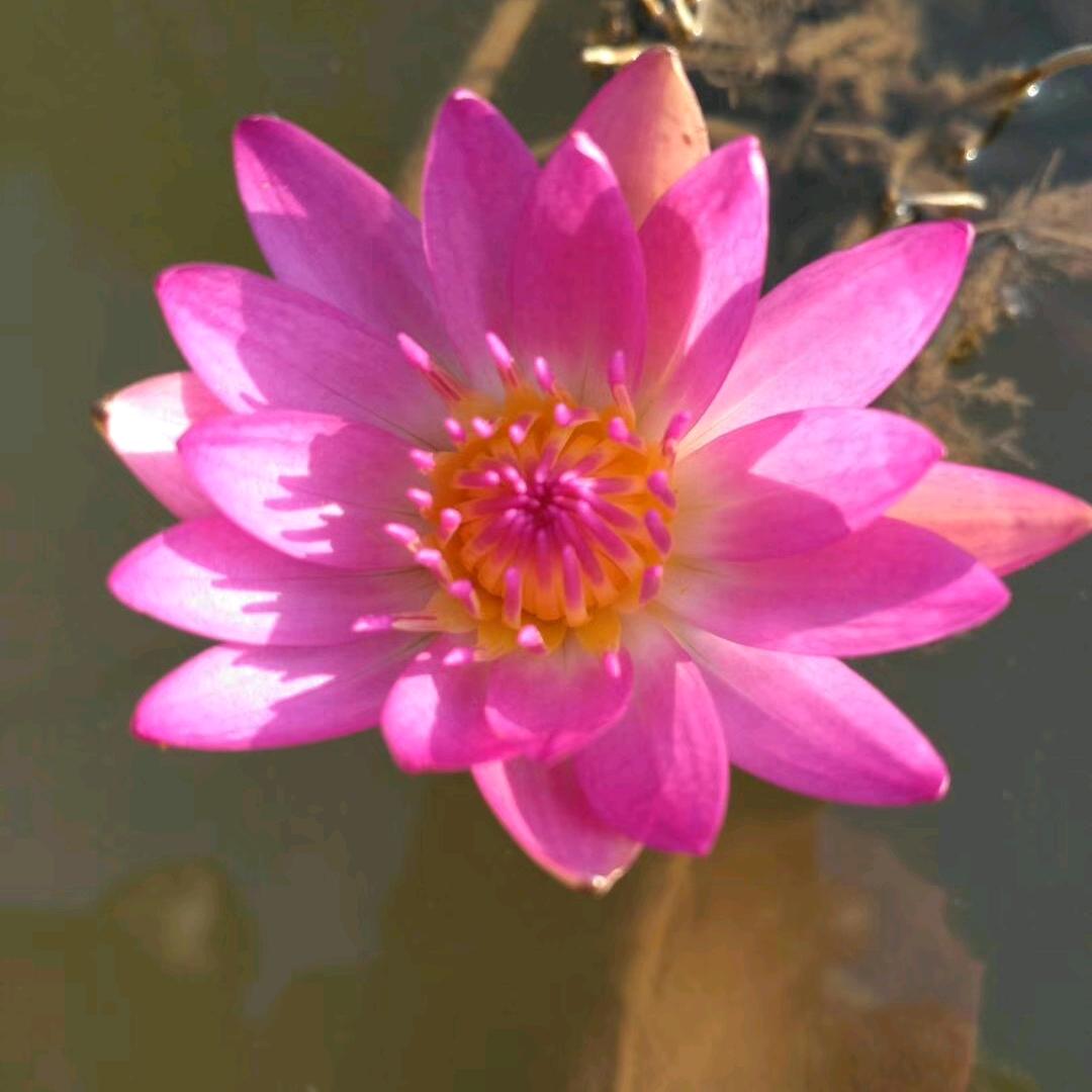 五华阿哥阿妹（雨婷的日常生活）