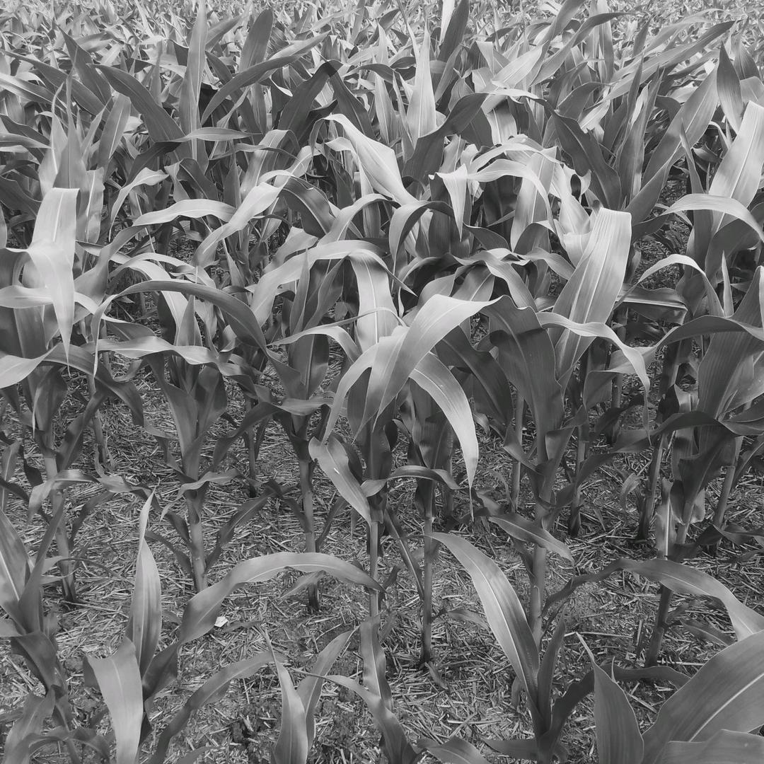 来给生活点个赞