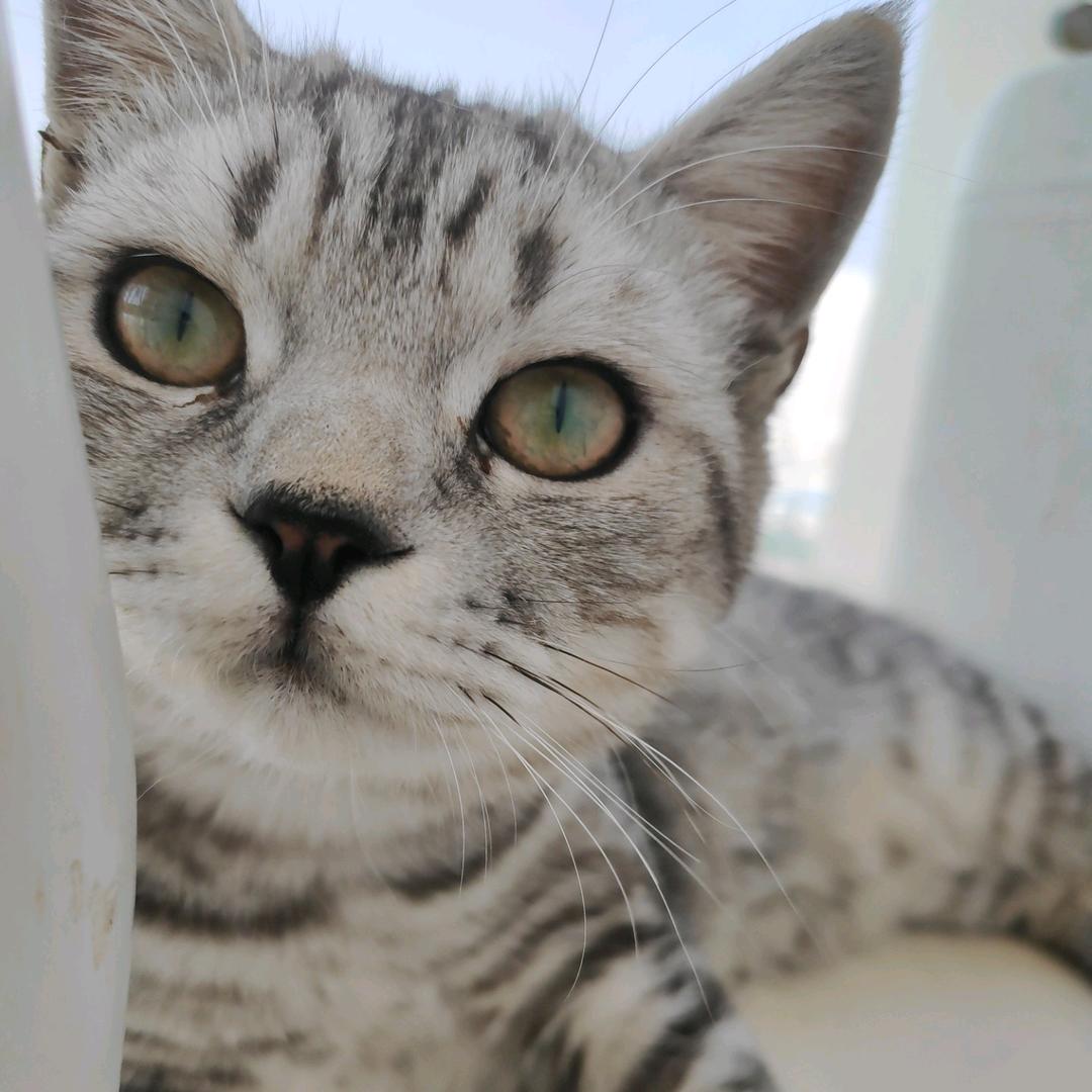 萌宠猛兽