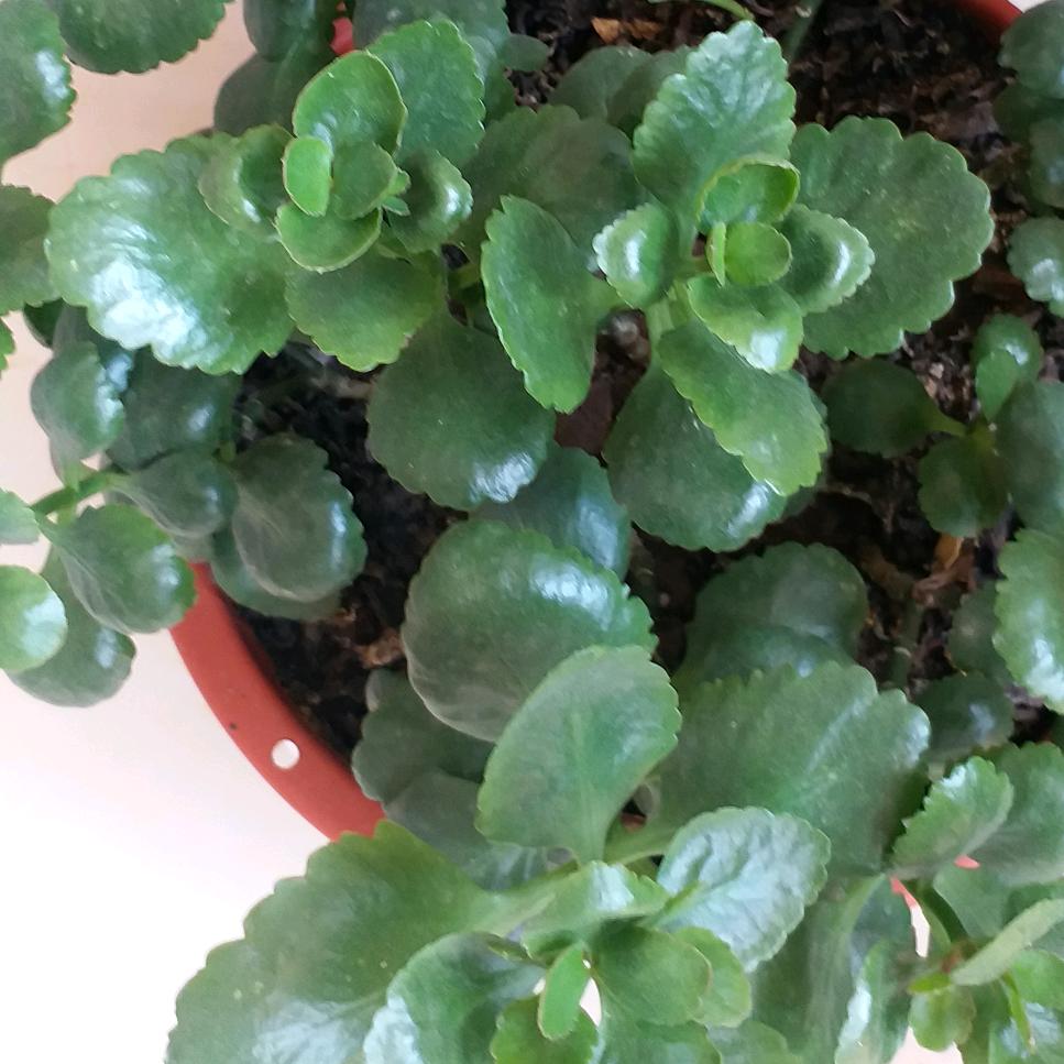 红梅一朵花