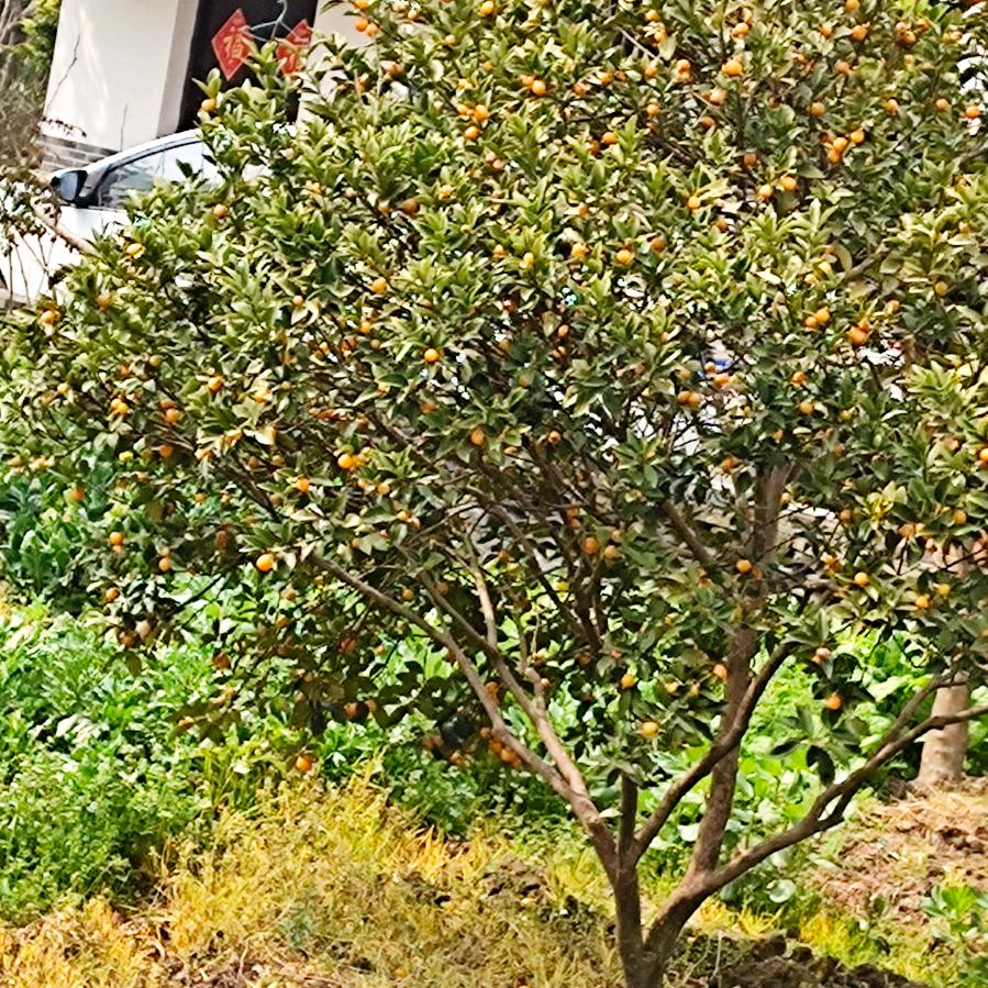 芽燕子