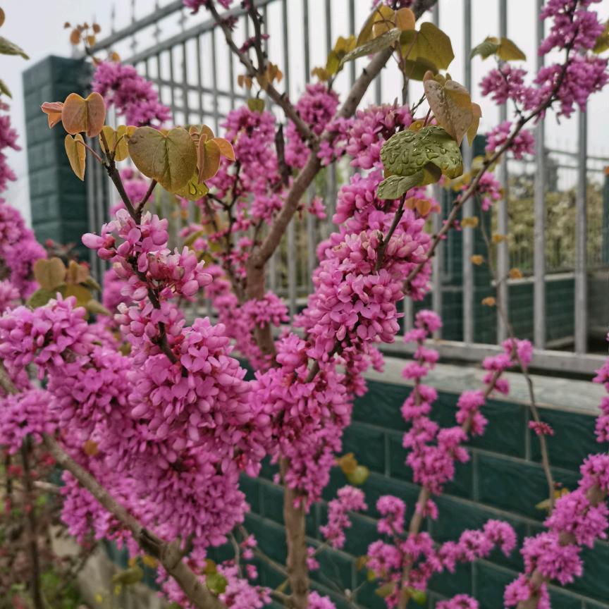 微笑的花