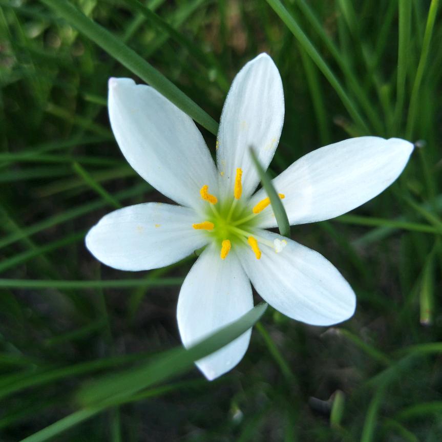 米花