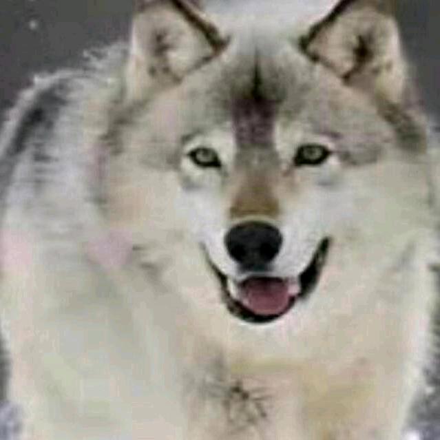 天狼