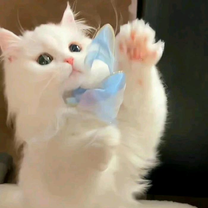 小陈吖