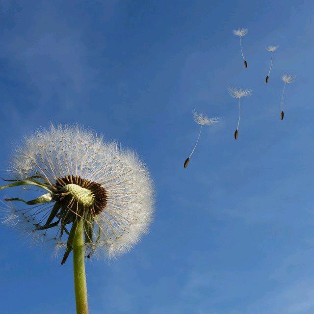 大青蛙