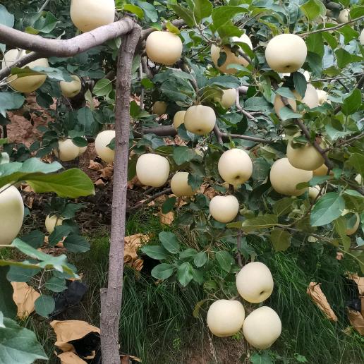 宜川苹果二姐