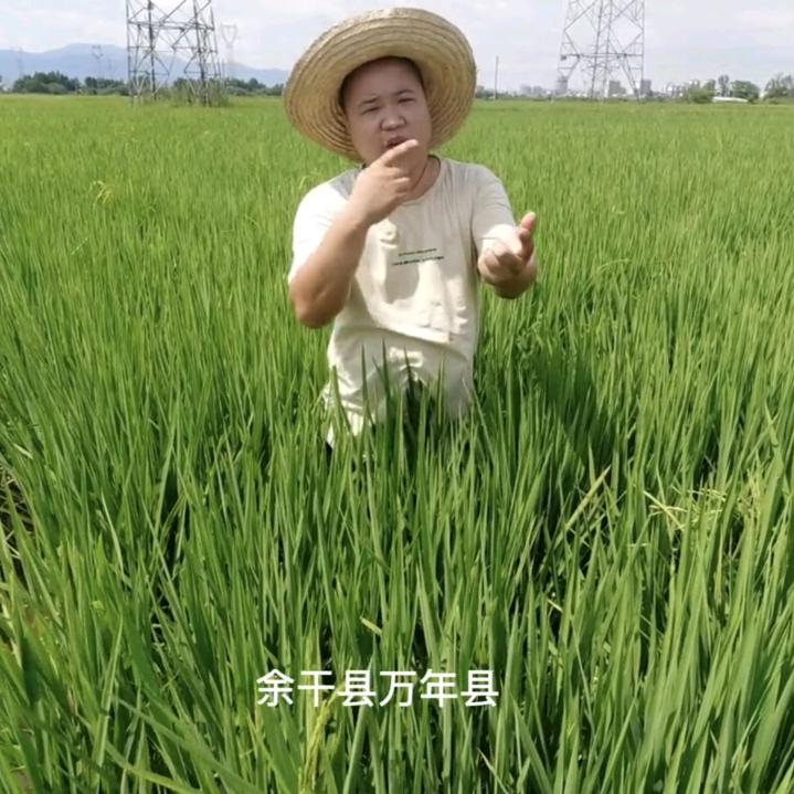 杨夏雨（卤蛋）