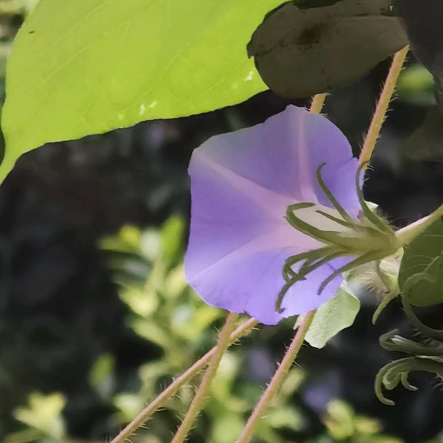 夏荷