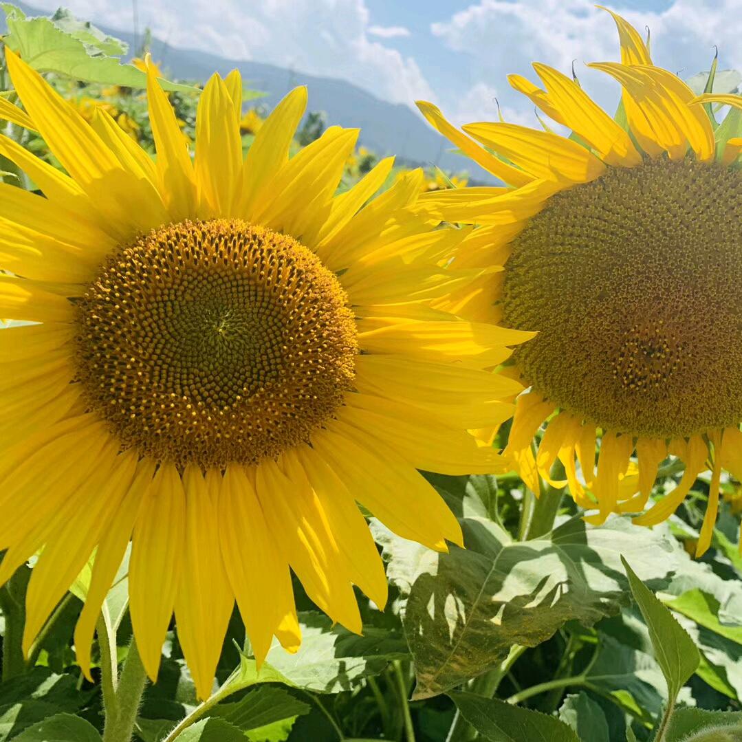 燕子（君丝佳生态养发馆易俗河店）